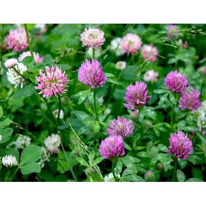 Цветущий клевер розового и белого цвета на зелёном фоне - Дымковский