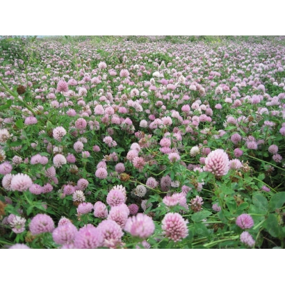 Поле клеверу ФАЛЕНСЬКИЙ 1 у квіту