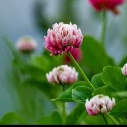 Красноуфимський 882 — клевер на фоні зелені - КРАСНОУФІМСЬКИЙ 882