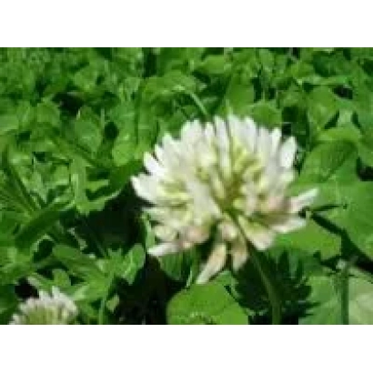 Кретуновский