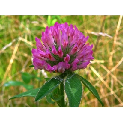 Clover flower against grass background - KURTSEVSKIY