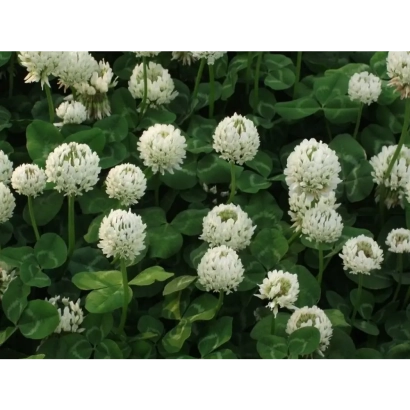 Білий клевер на зеленому фоні - Ладога