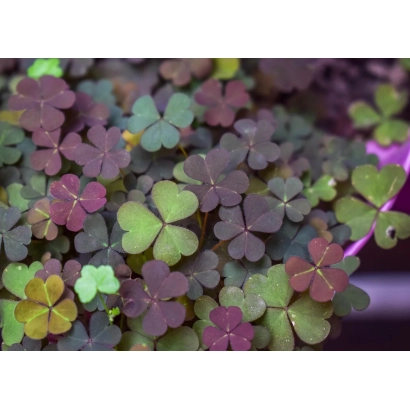 Клевер Лестрис на фоні - ЛЕСТРІС