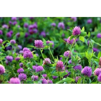 Поле клевера в квіту, фіолетові суцвіття на зеленому фоні - Либідь