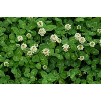 Зелений клевер з білими квітками - ЛУГОВИК