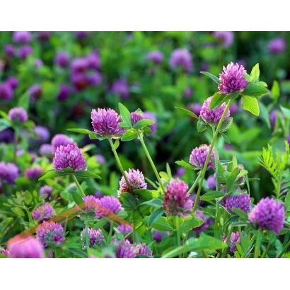 Клевер у квітучому полі - МАКАРІВСЬКИЙ МІСЦЕВИЙ