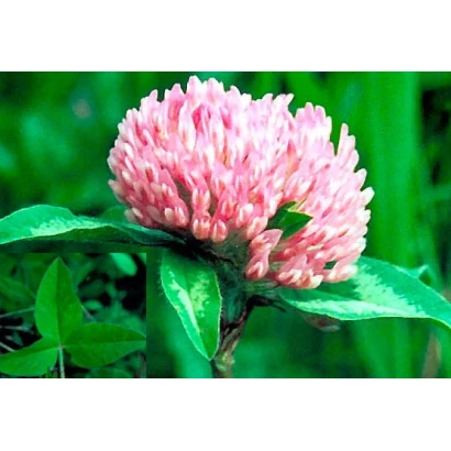 Квітуючий клевер рожевого кольору на зеленому фоні - МАРУСИНСЬКИЙ 150