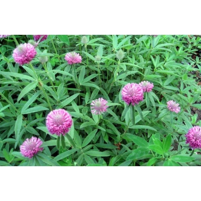 Клевер червоний у квіту на зеленому фоні - Миронівська 45 / Миронівська 45