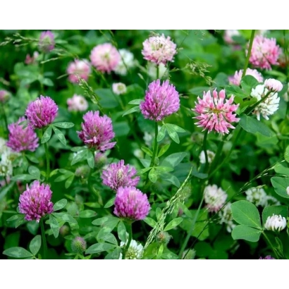 Клевер у квіту на зеленому фоні - ПЕРМСЬКИЙ МІСЦЕВИЙ