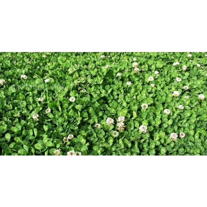 Полянка — клевер на зеленому полі