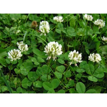 Білий клевер на зеленому фоні - Полісянка