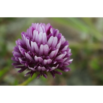 Квітка клевера сорту ПРИМОРСЬКИЙ 28