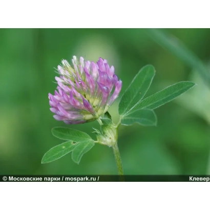 Цветок клевера на зеленом фоне - Расторопный