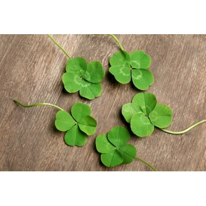 Три листки клеверу на дерев'яній поверхні - РОСІНКА