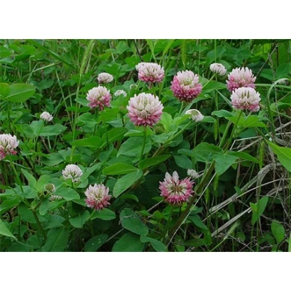 Клевер у квітінні на зеленому фоні - СЕВЕРОДВИНСЬКИЙ 326