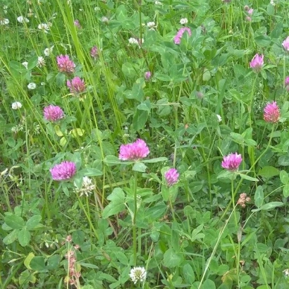 Поле клевера з рожевими квітами - СОЛИГАЛІЧСЬКИЙ МІСЦЕВИЙ