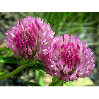 Червоно-розовий клевер Середньоросійський на зеленому фоні