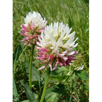 Квітучий клевер на зеленому фоні - СТЕНДСЬКИЙ ПІЗНЬОСТИГЛИЙ 11