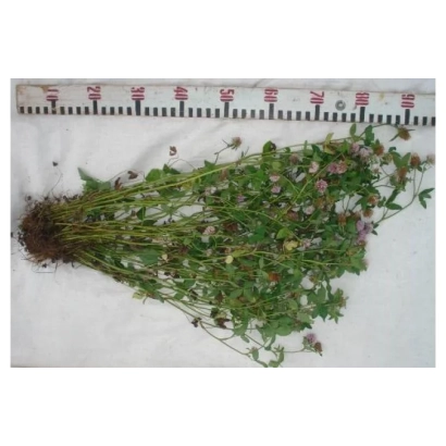 Свежий клевер с корнями на белом фоне - ТАЕЖНИК