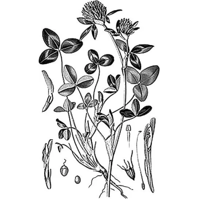 Чорно-біла ботанічна ілюстрація клеверу з насінням та коренями - ТАРНОЗЬКИЙ МІСЦЕВИЙ