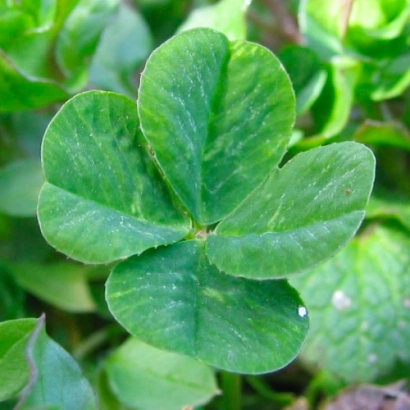 Трьохпелюстковий клевер на зеленому фоні - Уна