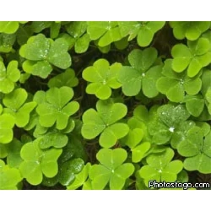 Зелені листки клевера на фоні - ВОЖЕГОДСЬКИЙ МІСЦЕВИЙ