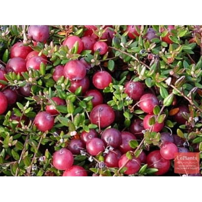 Клюква на ветке, ягоды красные, листья зеленые - Мерянка