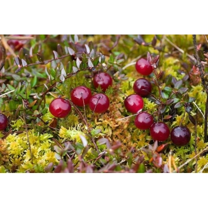 Cranberries growing on moss in nature - Severyanka