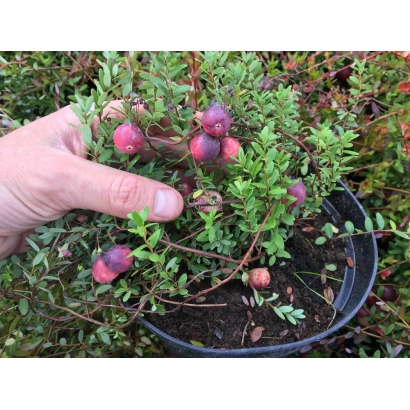 Plant with red berries in a pot - Volzhanka