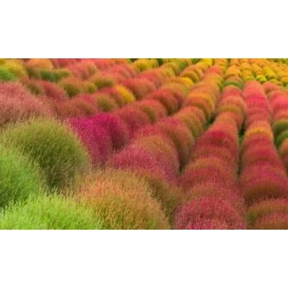 Поле кохии с яркими розовыми и зелёными кустами - Дельта