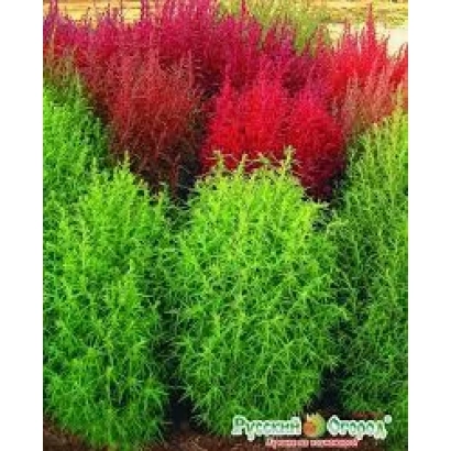 Яскраві червоні та зелені рослини Кохія ІМУННИЙ 1 на фоні поля