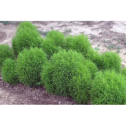 Рослина Кохія Сіріус на грядці