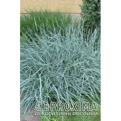 Растение ЛУ | LU из коллекции Колосняк