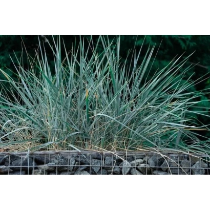 Растение Колосняк 'Седой Урал' в контейнере