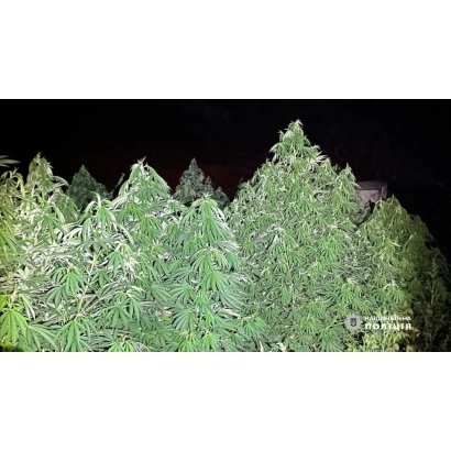 Крупный план коноплевых растений на фоне темного неба - Днепровские однодомные 6