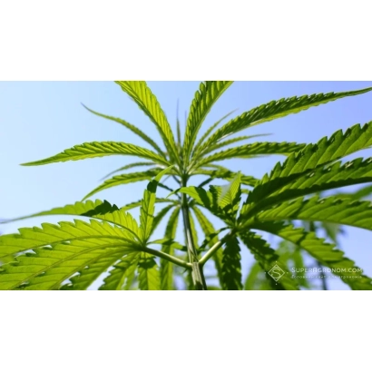 Зеленые листья конопли на фоне неба - Глоба