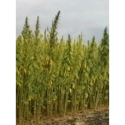 Поле конопли Глухивськи 51