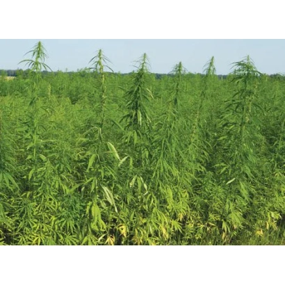 Поле конопли Глухивськи 85