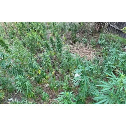 Поле с коноплей - Глуховские 33