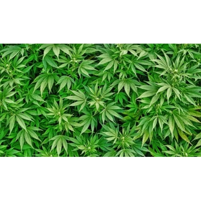 Текстура зелёных листьев конопли - Лирина