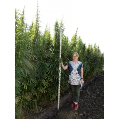 Женщина стоит в поле конопли, держащую измерительную линейку - Медана