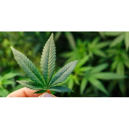 Рука держит лист конопли на фоне зелени - Орловськи