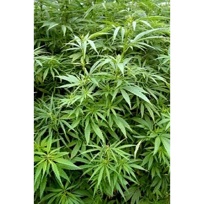 Растение конопля без упаковки или этикетки - Сула