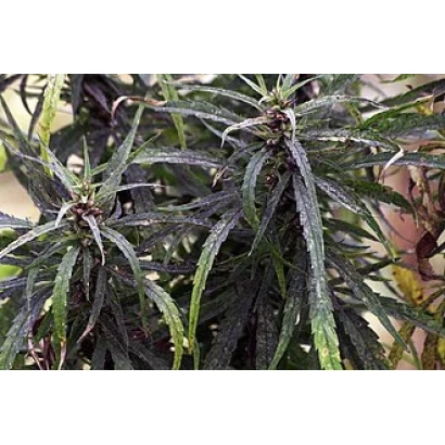 Растение конопля ЮСО о/д 16