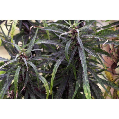 Растение Cannabis sativa L. с видимыми соцветиями - ЮСО о/д 31 / ЮСО 31