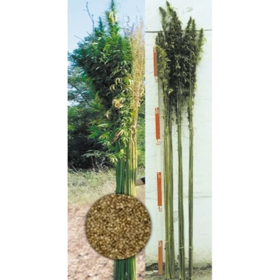 Стебли конопли Виктория с семенами в круглой вставке