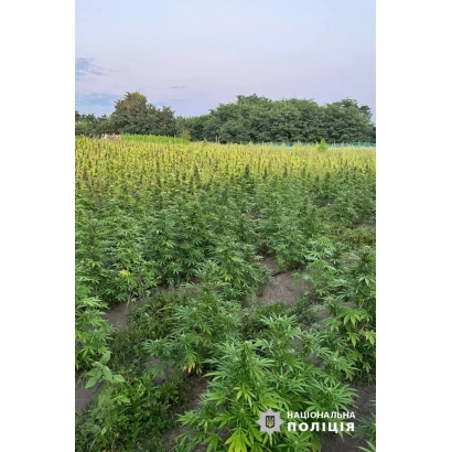 Поле конопли Золотоношские 15 на фоне неба и деревьев