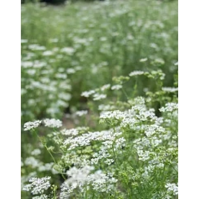 Поле кориандра с белыми цветами - АЛЕКСЕЕВСКИЙ 413