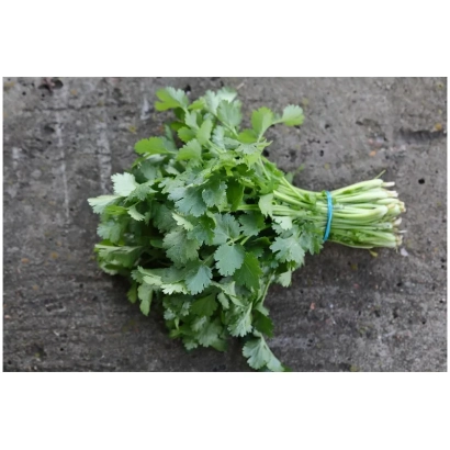 Fresh bunch of coriander on gray background - Argo
