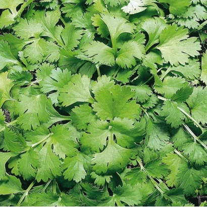 Свіжа зелень кропу - КІН-ДЗА-ДЗА